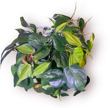 Load image into Gallery viewer, Philodendron Brasil 6”
