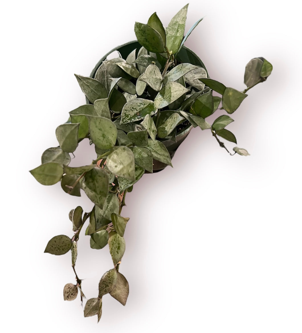 Hoya Krohniana Silver 4