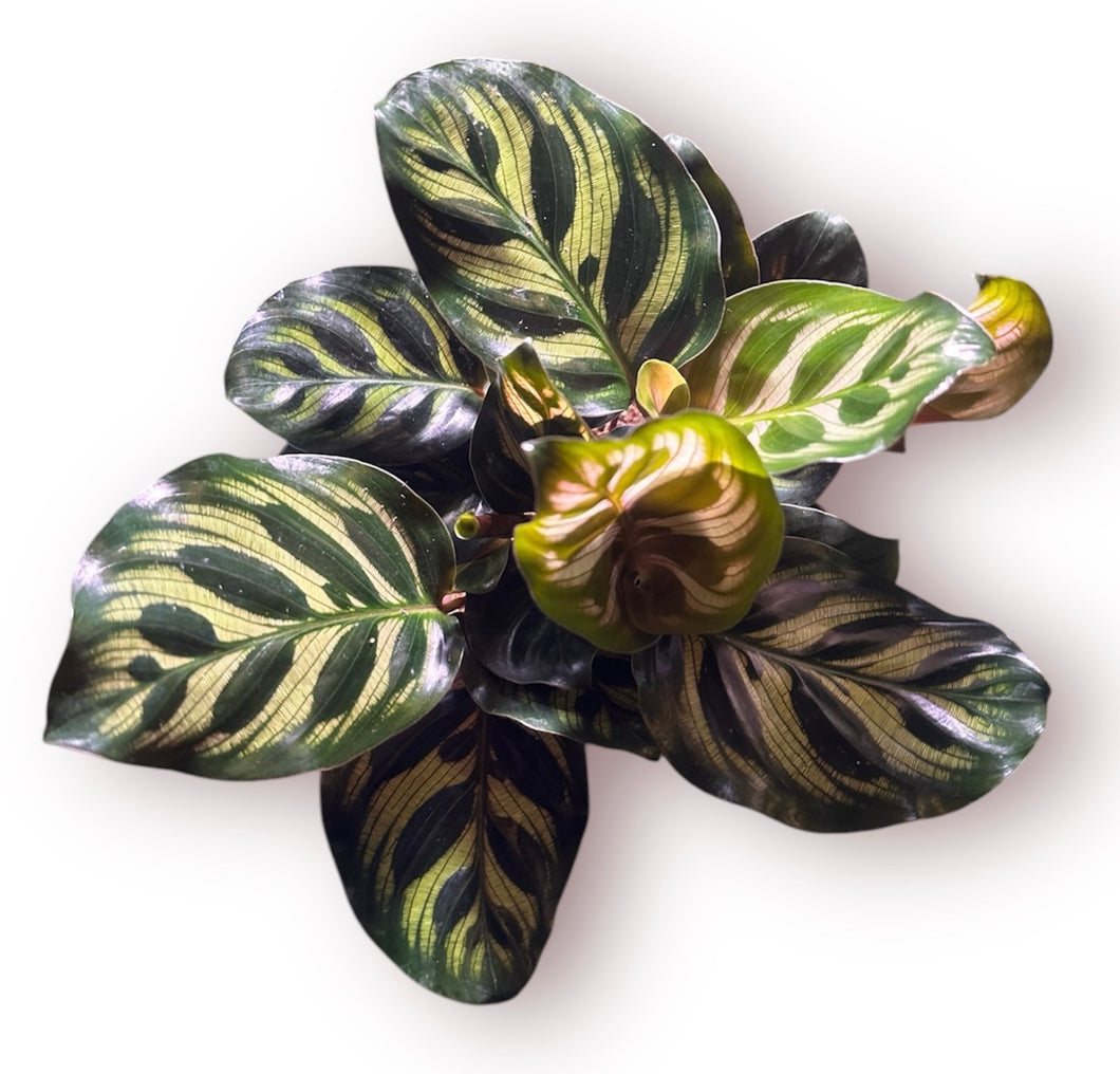 Calathea Makoyana 4
