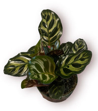 Load image into Gallery viewer, Calathea Makoyana 4&quot;

