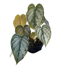 Load image into Gallery viewer, Philodendron Brandi 4”
