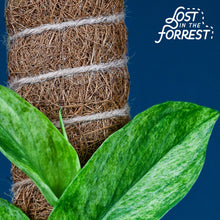 Load image into Gallery viewer, Stackable Coir Pole: 16&quot;
