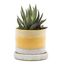 Load image into Gallery viewer, 5" Yellow Cement by Chive
