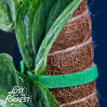 Load image into Gallery viewer, Stackable Coir Pole: 16&quot;
