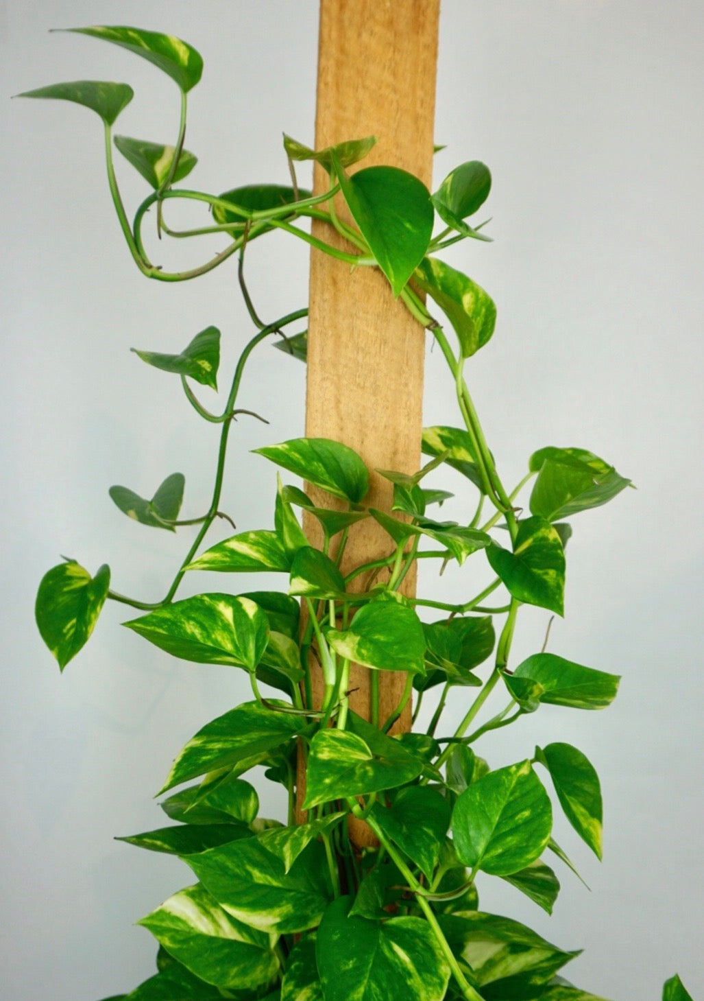 Golden Pothos Large Staked
