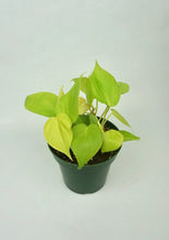 Load image into Gallery viewer, Philodendron Lemon Lime
