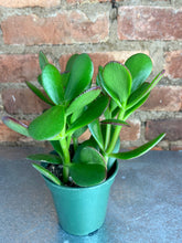 Load image into Gallery viewer, Jade Plant 4&quot;
