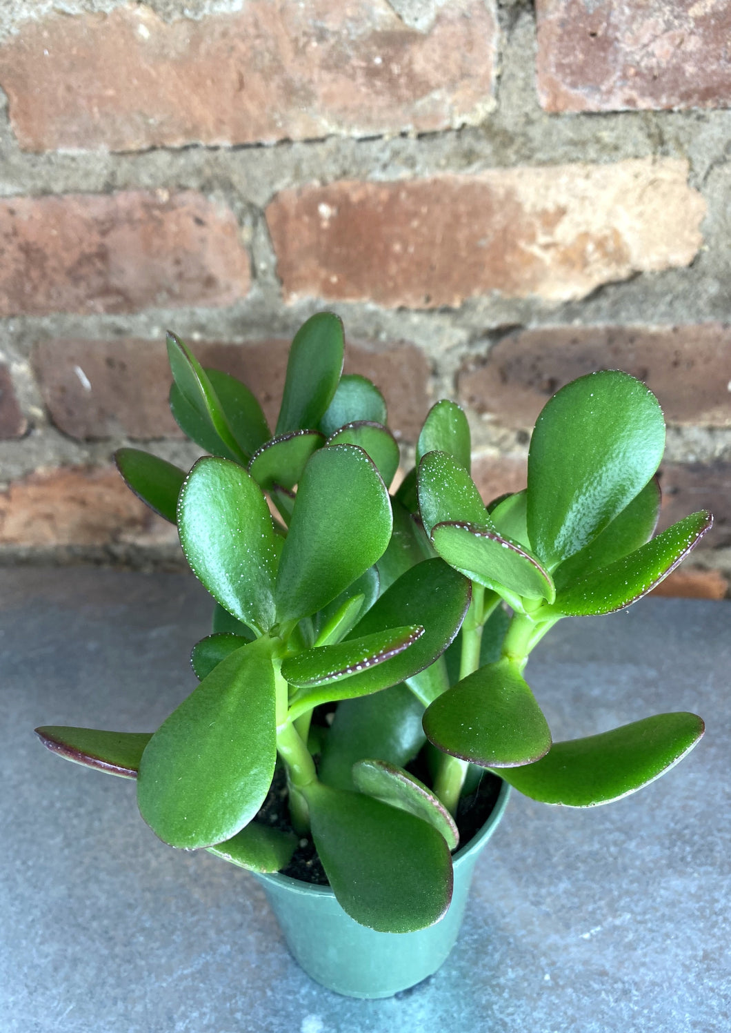 Jade Plant 4