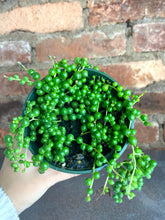 Load image into Gallery viewer, String of Pearls 3&quot;
