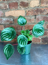 Load image into Gallery viewer, Watermelon Peperomia 4&quot;
