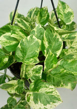 Load image into Gallery viewer, Pearls and Jade Pothos 8&quot;
