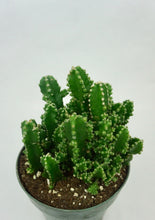 Load image into Gallery viewer, Fairy Castle Cactus
