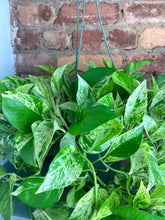 Load image into Gallery viewer, Marble Queen Pothos 8&quot;
