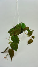 Load image into Gallery viewer, Philodendron Micans 4.5&quot;

