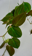Load image into Gallery viewer, Philodendron Micans 4.5&quot;
