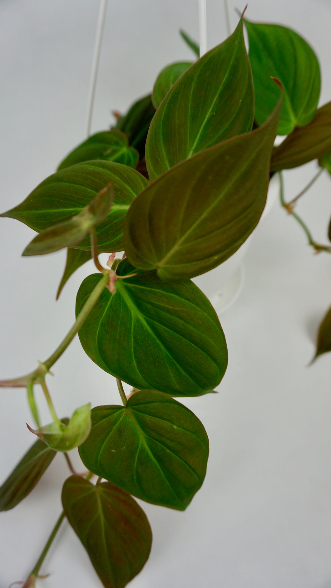 Philodendron Micans 4.5