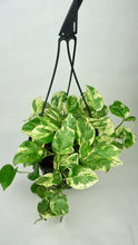 Load image into Gallery viewer, Pearls and Jade Pothos 8&quot;
