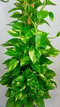 Load image into Gallery viewer, Golden Pothos Large Staked
