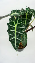 Load image into Gallery viewer, 6&quot; Alocasia Polly
