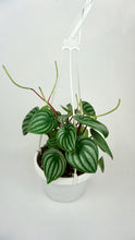 Load image into Gallery viewer, Watermelon Peperomia 6"
