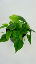 Load image into Gallery viewer, Heartleaf Philodendron 6&quot;
