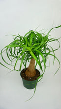 Load image into Gallery viewer, Ponytail Palm 6&quot;
