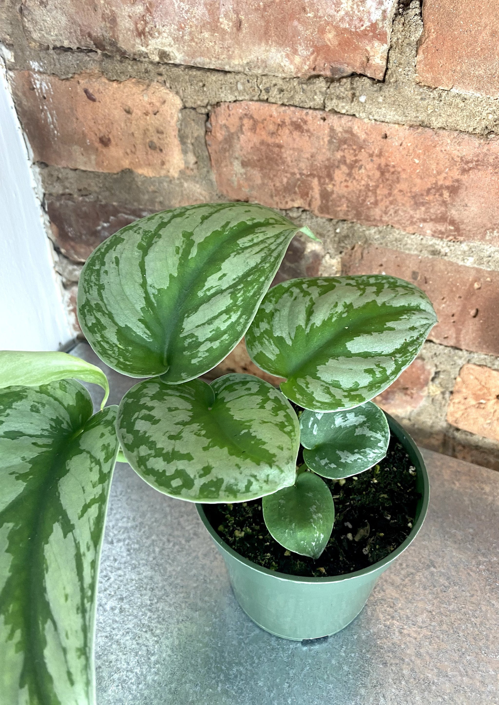 Scindapsus Exotica 4