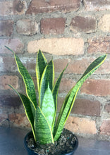 Load image into Gallery viewer, Laurentii Snake Plant 4&quot;
