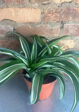 Load image into Gallery viewer, Dracaena White Jewel 6”
