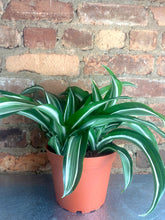 Load image into Gallery viewer, Dracaena White Jewel 6”
