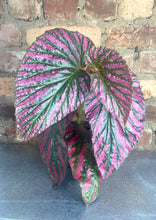 Load image into Gallery viewer, Begonia Brevirimosa Exotica
