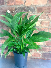 Load image into Gallery viewer, Domino Peace Lily 6”
