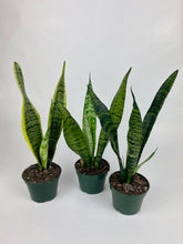 Load image into Gallery viewer, Snake Plant 4&quot;
