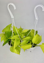 Load image into Gallery viewer, Neon Pothos 4&quot;
