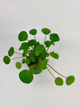 Load image into Gallery viewer, Peperomia Rana Verde 4"
