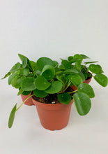 Load image into Gallery viewer, Chinese Money Plant
