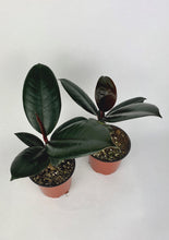 Load image into Gallery viewer, Burgundy Rubber Plant 4&quot;
