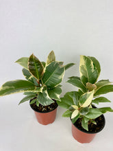 Load image into Gallery viewer, Ficus Tineke 4&quot;
