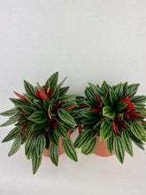 Load image into Gallery viewer, Peperomia Rosso
