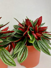 Load image into Gallery viewer, Peperomia Rosso
