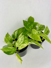 Load image into Gallery viewer, Marble Queen Pothos 4&#39;&#39;
