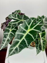 Load image into Gallery viewer, Alocasia Polly 4&#39;&#39;
