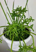 Load image into Gallery viewer, Rhipsalis Cereuscula
