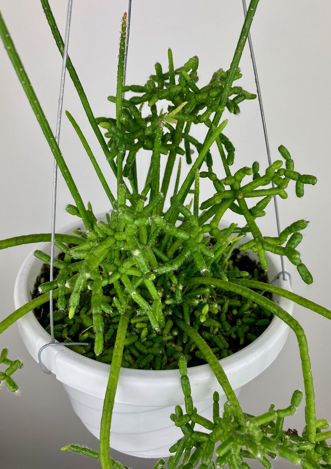 Rhipsalis Cereuscula