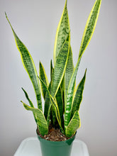Load image into Gallery viewer, Snake Plant 6&#39;&#39;
