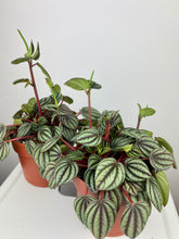 Load image into Gallery viewer, Peperomia Piccolo Banda
