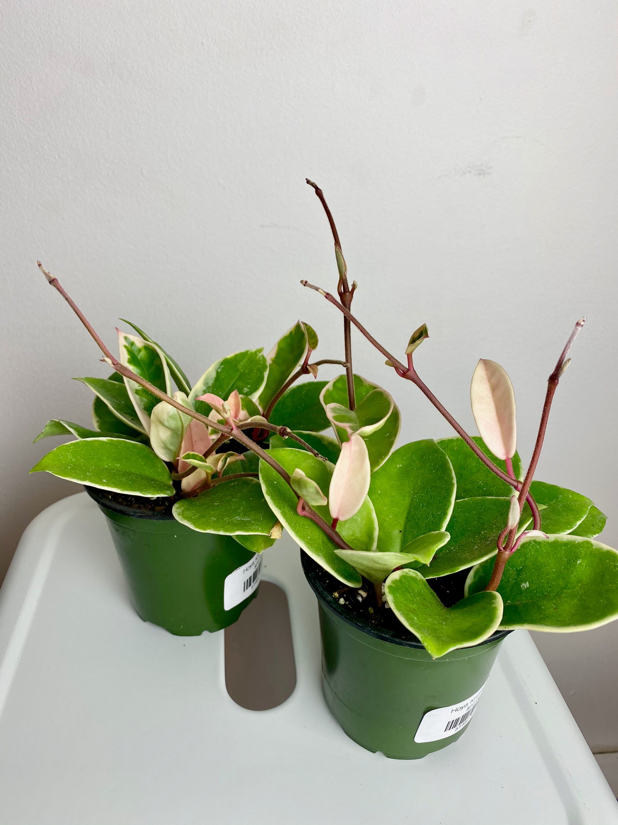 Hoya Krimson Queen 4