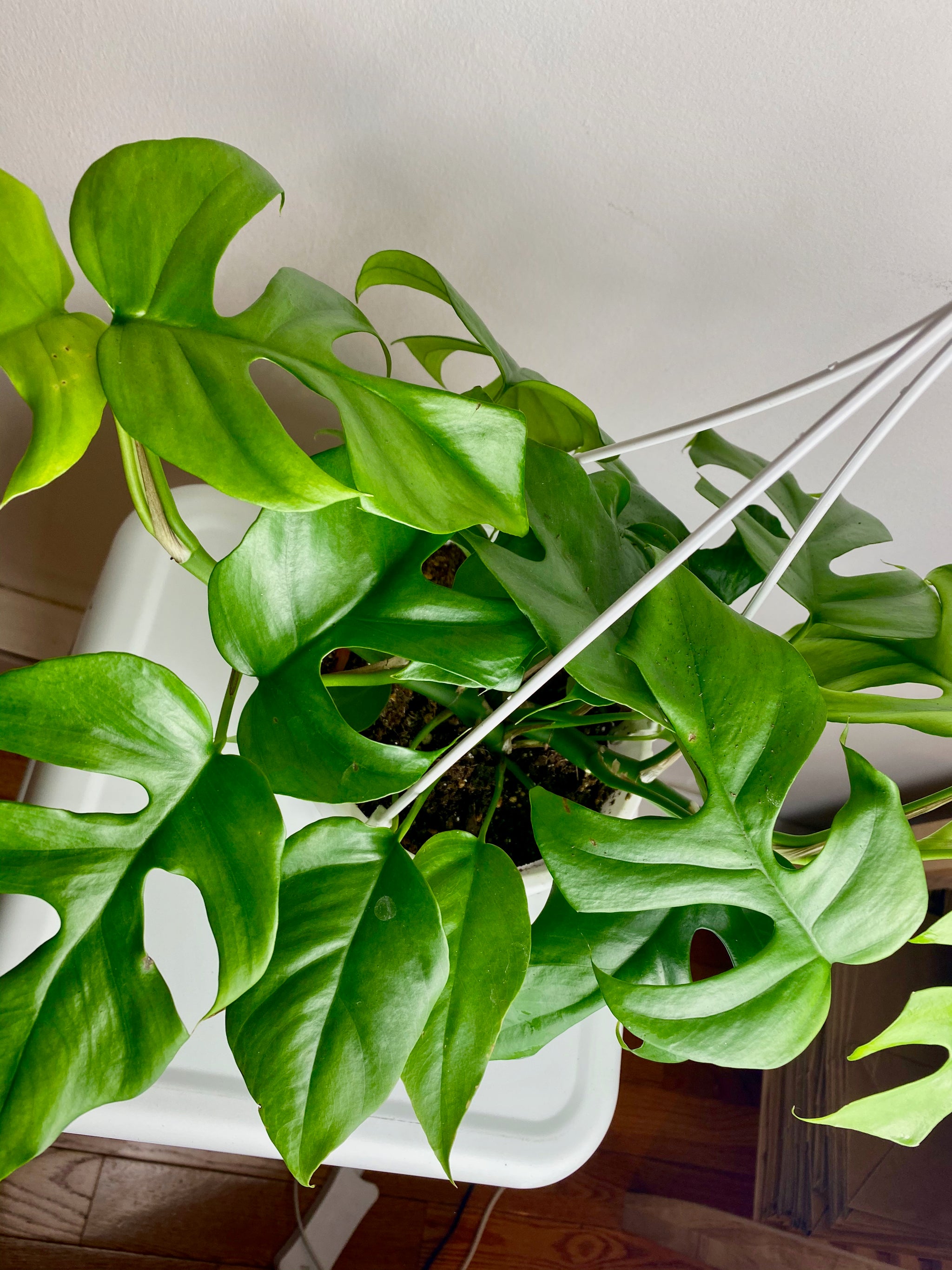 Rhaphidophora Tetrasperma Hanging Basket – Living with Green