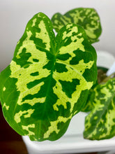 Load image into Gallery viewer, Caladium Hilo Beauty
