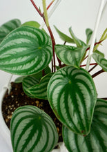 Load image into Gallery viewer, Watermelon Peperomia 6"
